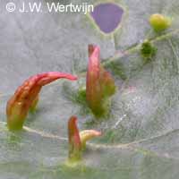 Esdoornhoornmijt (Aceria macrorhyncha)